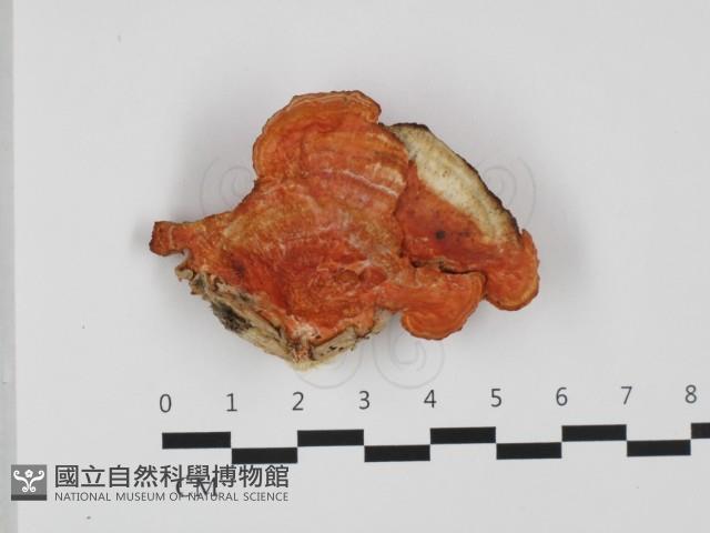 血紅密孔菌藏品圖，第1張