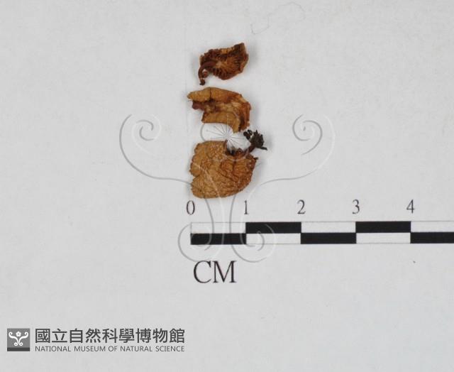 登錄號:F0027323藏品圖，第1張