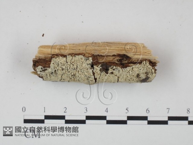 登錄號:F0005323藏品圖，第1張