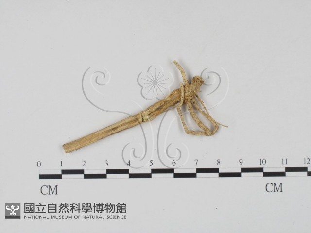 登錄號:F0009323藏品圖，第1張