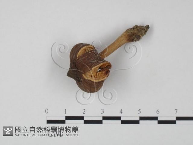 登錄號:F0003323藏品圖，第1張