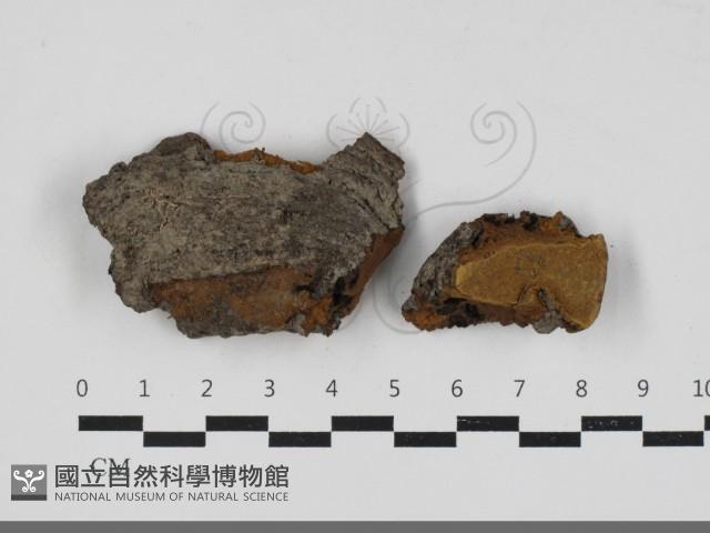 登錄號:F0033323藏品圖，第1張