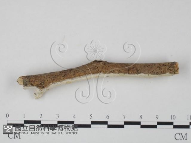 登錄號:F0010203藏品圖，第1張
