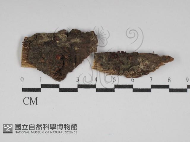 登錄號:F0030203藏品圖，第1張