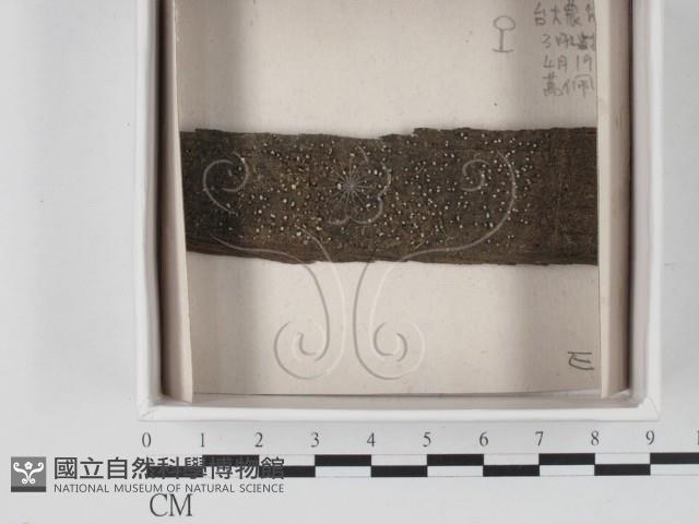 登錄號:F0021203藏品圖，第1張