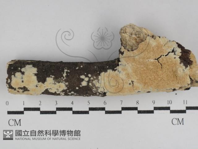 登錄號:F0031203藏品圖，第1張