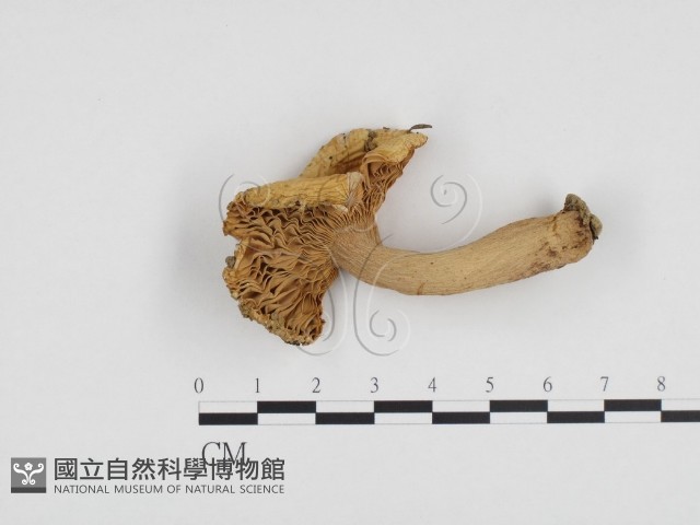 登錄號:F0024203藏品圖，第1張