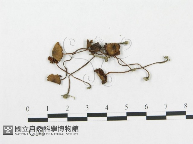 登錄號:F0014203藏品圖，第1張