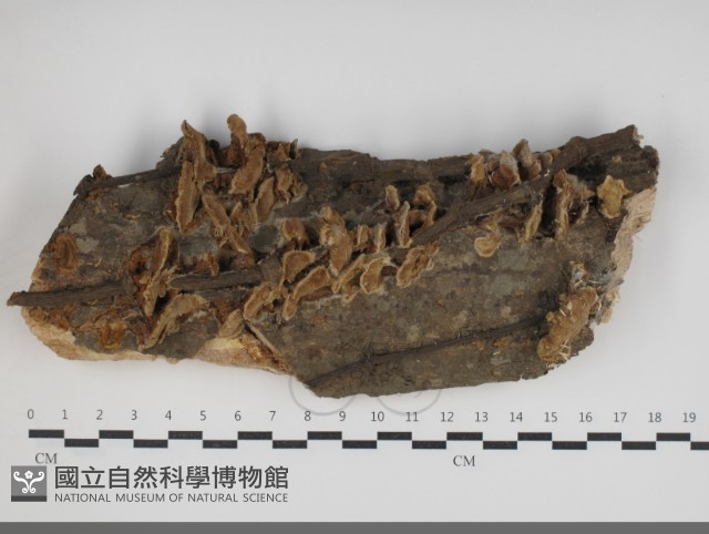 登錄號:F0034203藏品圖，第1張