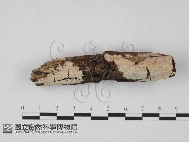 登錄號:F0022203藏品圖，第1張