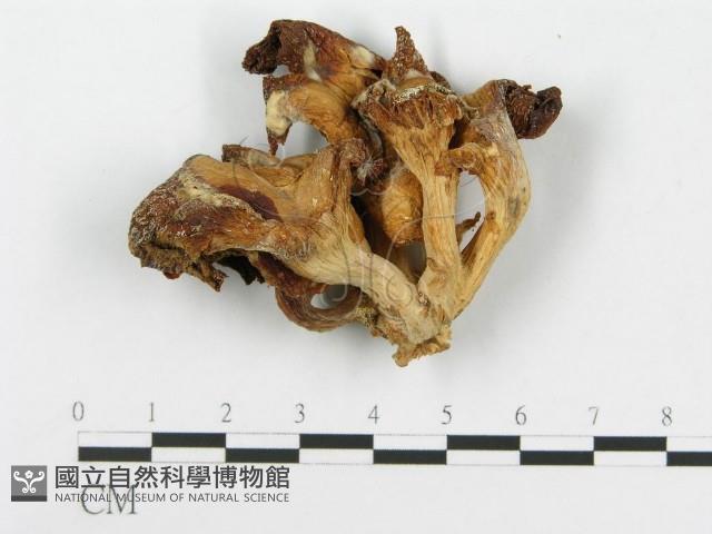 糙皮側耳藏品圖，第1張