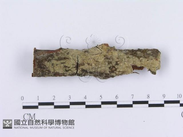 登錄號:F0012203藏品圖，第1張