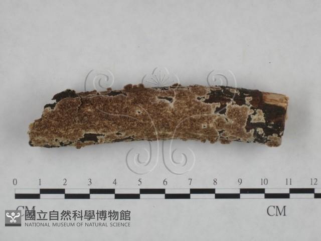 登錄號:F0025203藏品圖，第1張