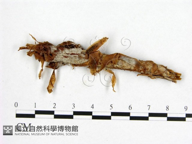登錄號:F0003203藏品圖，第1張