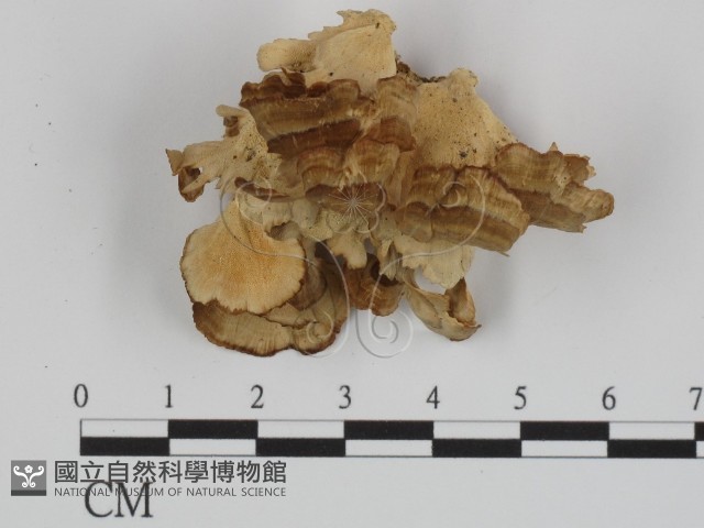 附毛菌屬藏品圖，第1張