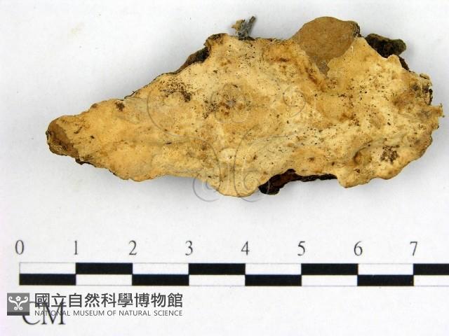 登錄號:F0020803藏品圖，第1張