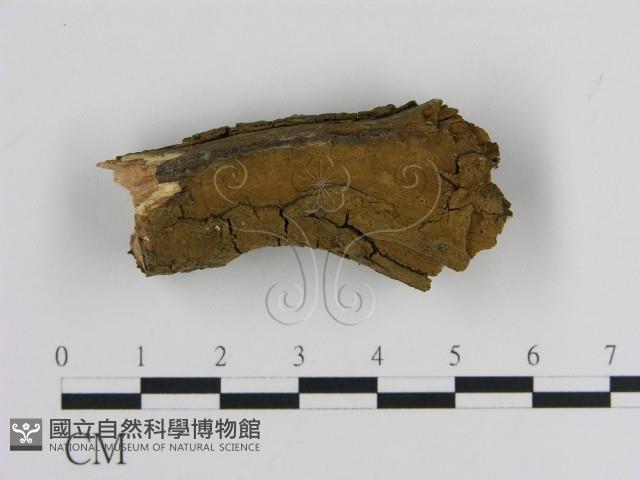 刺革菌屬藏品圖，第1張
