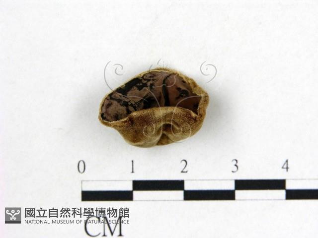 毛木耳藏品圖，第1張