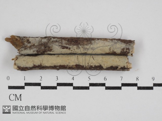 剛毛絲皮菌藏品圖，第1張