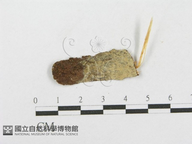 登錄號:F0016803藏品圖，第1張