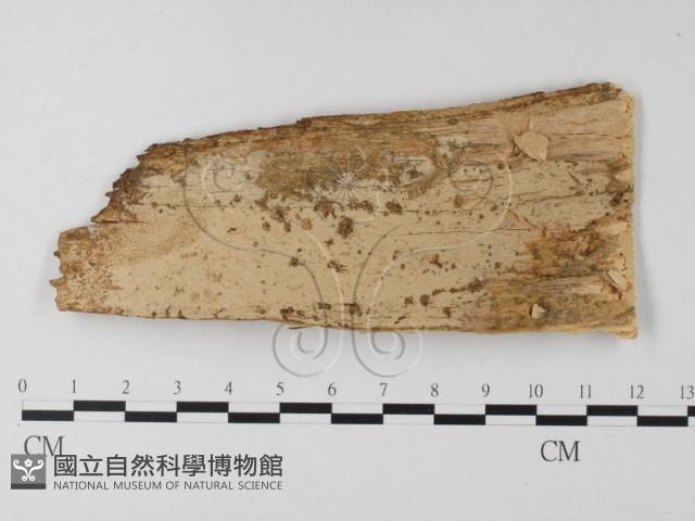 登錄號:F0021803藏品圖，第1張