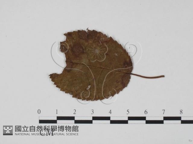 登錄號:F0011803藏品圖，第1張