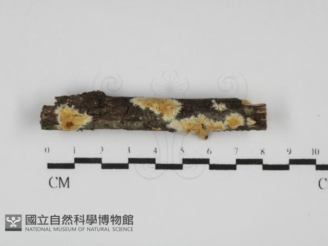 登錄號:F0031803藏品圖，第1張