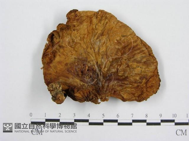 登錄號:F0004803藏品圖，第1張