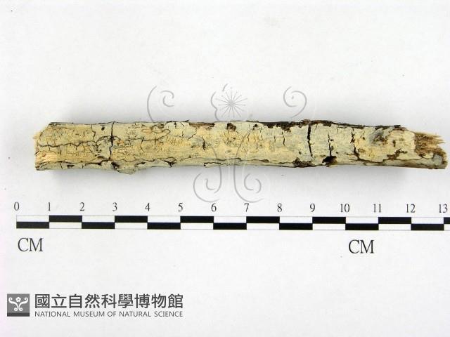 顯絲菌屬藏品圖，第1張