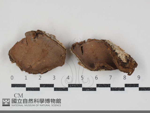 登錄號:F0034803藏品圖，第1張