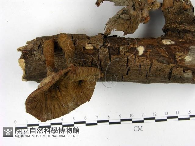 優雅波邊革菌藏品圖，第1張