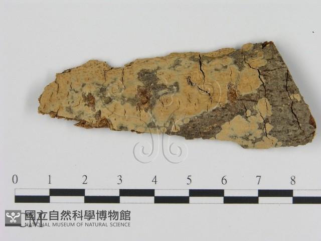 登錄號:F0002803藏品圖，第1張