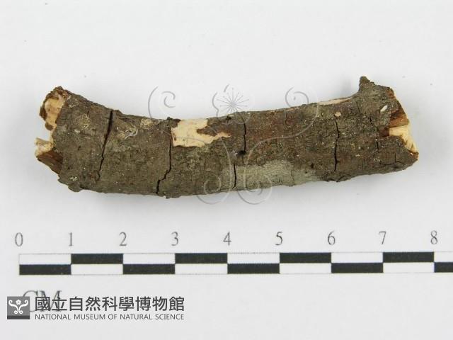 筍殼菌屬藏品圖，第1張