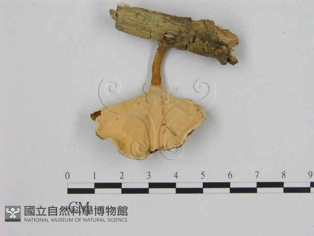 小孔菌屬藏品圖，第1張