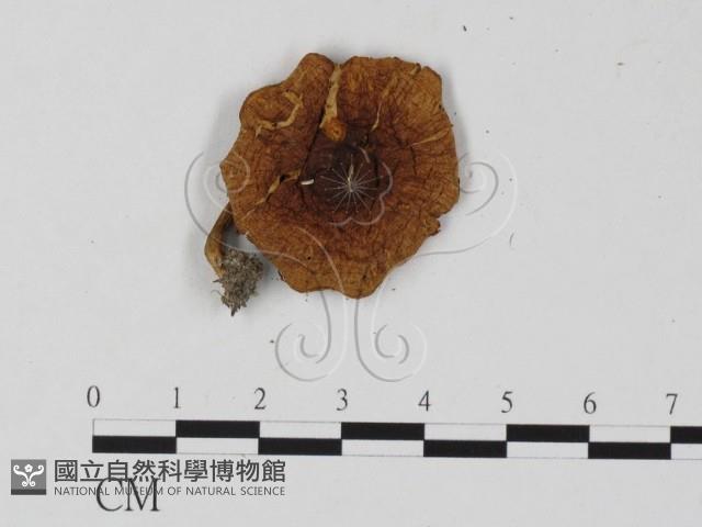 登錄號:F0025803藏品圖，第1張