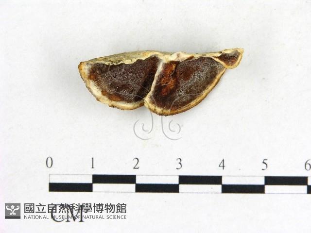 登錄號:F0005803藏品圖，第1張