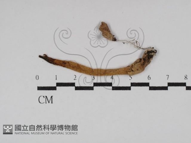 登錄號:F0029803藏品圖，第1張