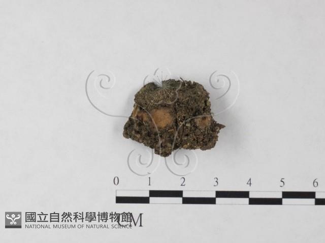 登錄號:F0009803藏品圖，第1張