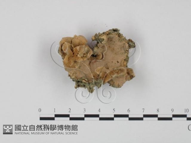 硬孔菌屬藏品圖，第1張