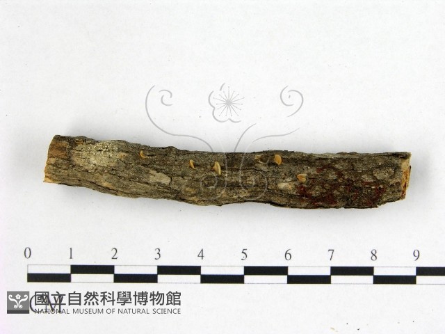 花耳屬藏品圖，第1張