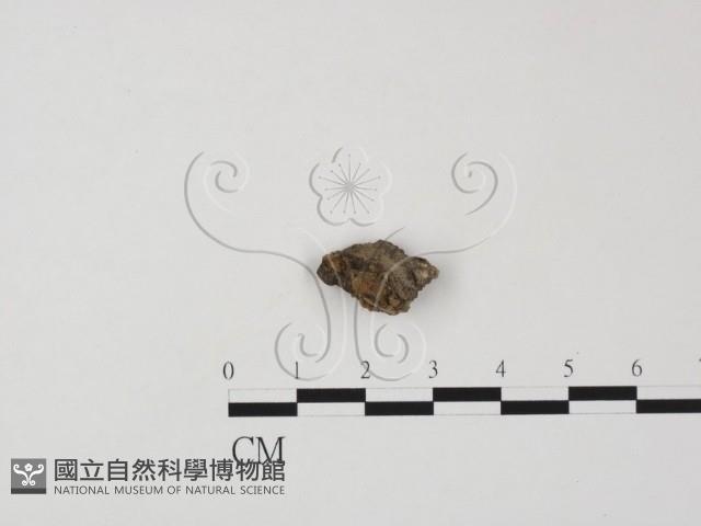 登錄號:F0008903藏品圖，第1張