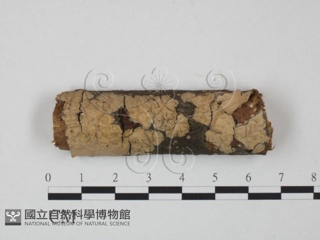 登錄號:F0020903藏品圖，第1張
