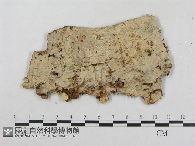 登錄號:F0000903藏品圖，第1張