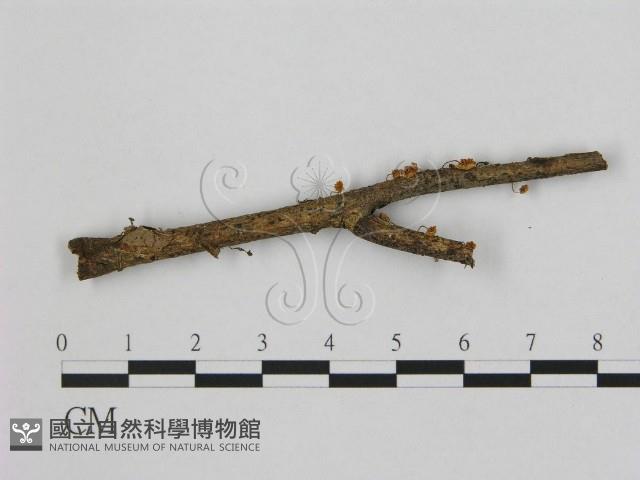 小皮傘屬藏品圖，第1張