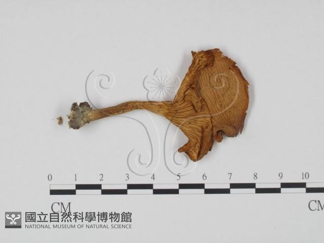 杯傘屬藏品圖，第1張
