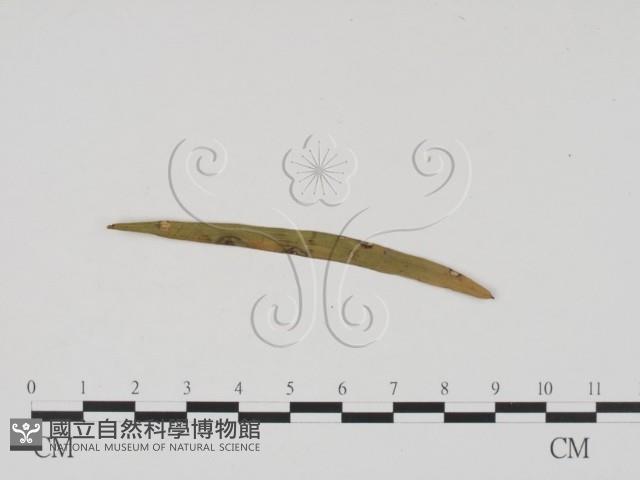 登錄號:F0011903藏品圖，第1張