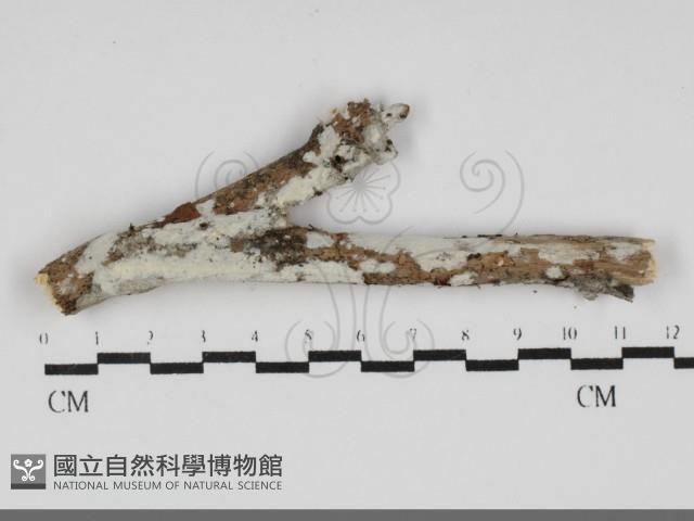 登錄號:F0031903藏品圖，第1張