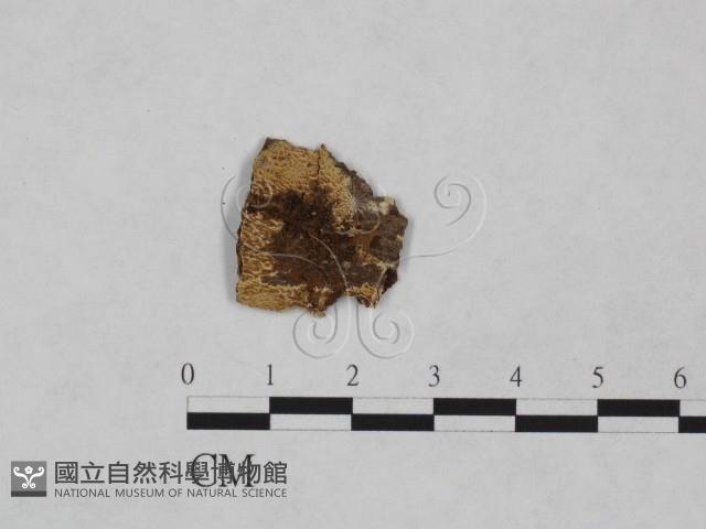 射脈菌屬藏品圖，第1張