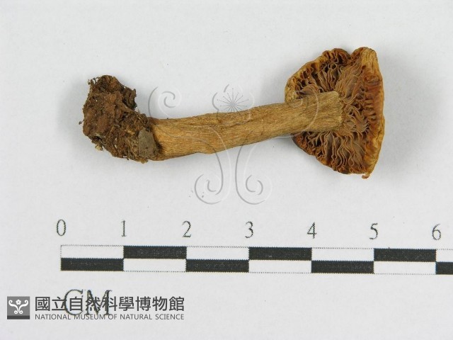 登錄號:F0004903藏品圖，第1張