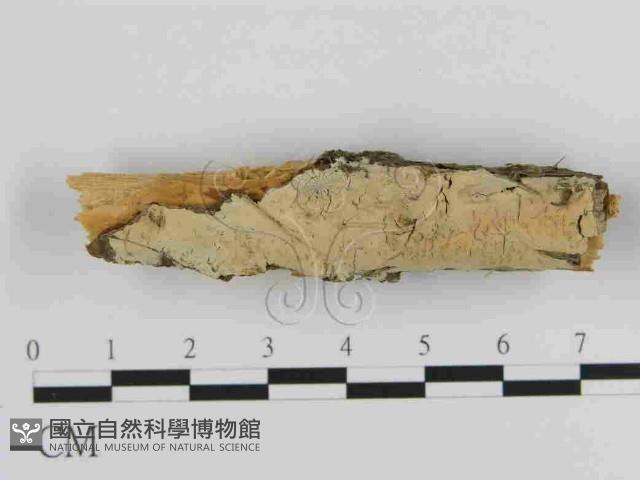 絲皮菌屬藏品圖，第1張